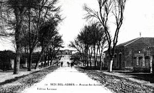 Sidi-Bel-Abbes - Avenue des Arenes - 1913
